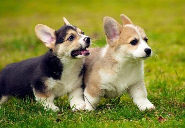 Welsh Corgi Pembroke