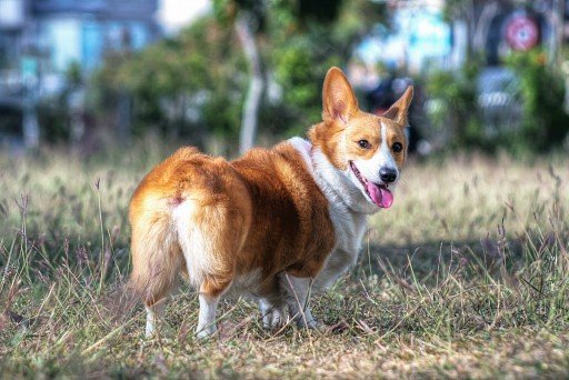 Pembroke Welsh Corgi