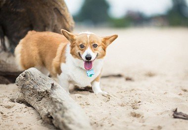 Welsh Corgi Pembroke