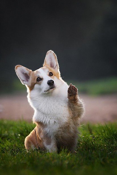 welsh corgi pembroke