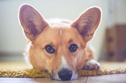 Pembroke Welsh Corgi Muzzle