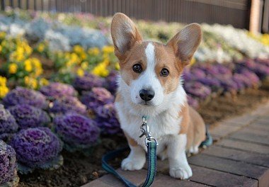 Welsh Corgi Pembroke