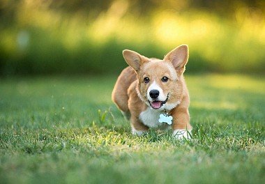 Welsh Corgi Pembroke