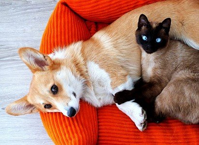 Welsh Corgi Pembroke with cat