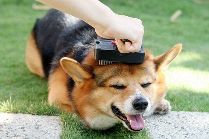 Welsh Corgi hair brushing