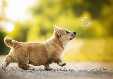 Welsh Corgi Pembroke