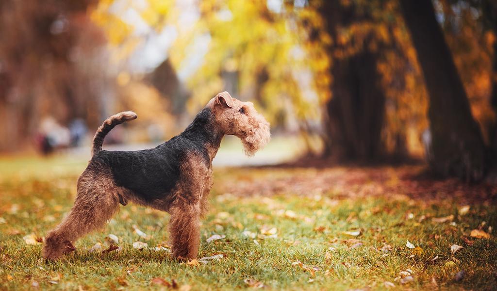 Welsh Terrier