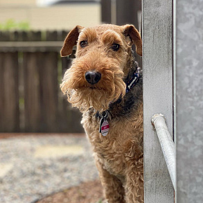 Welsh Terrier