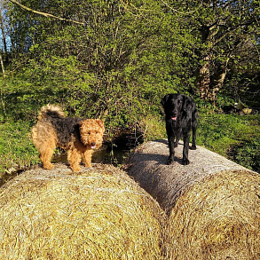 Welsh Terrier