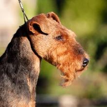 Welsh Terrier