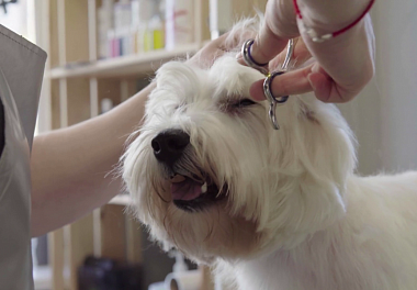 West Highland White Terrier Grooming