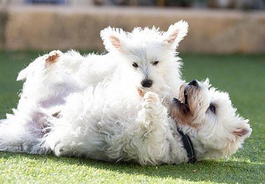 West Highland White Terrier