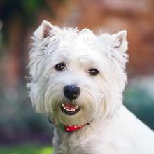 West Highland White Terrier