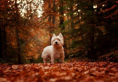 West Highland White Terrier