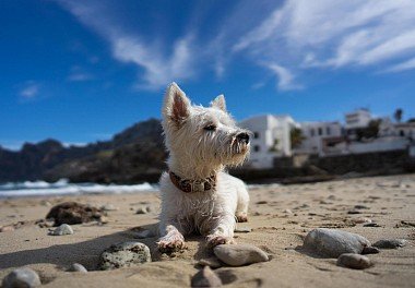 West Highland White Terrier