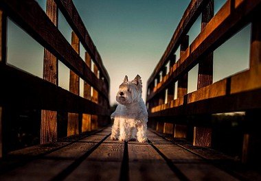 West Highland White Terrier