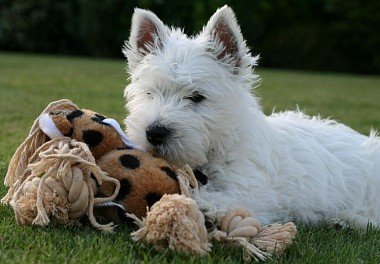 West Highland White Terrier