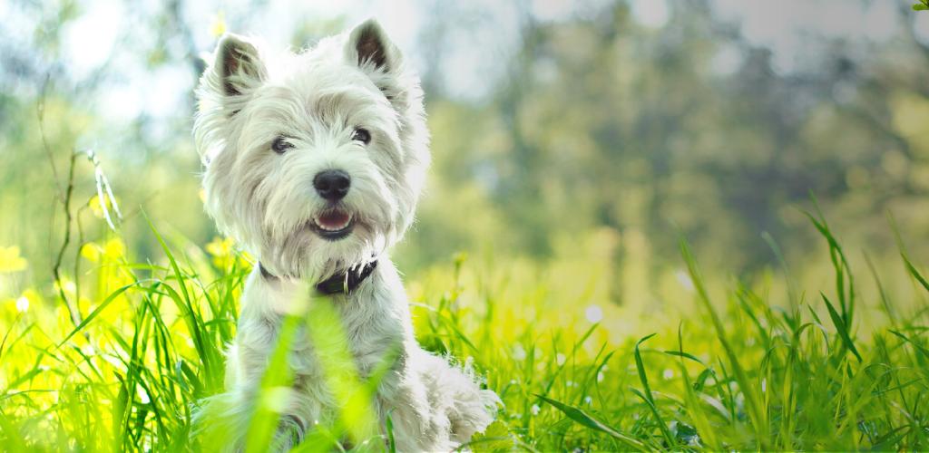 West Highland White Terrier