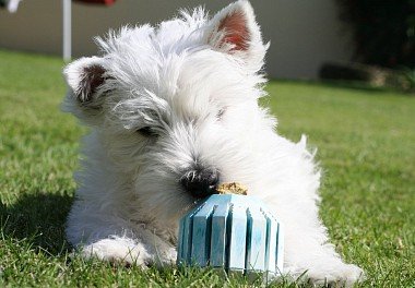 West Highland White Terrier