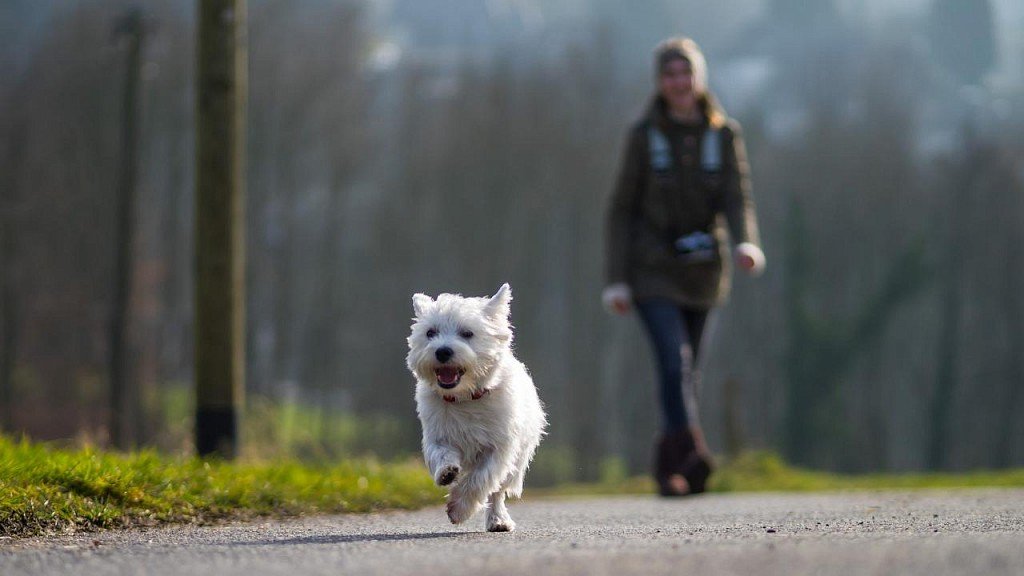 West Highland White Terrier on a walk