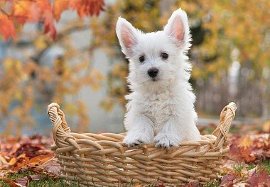 West Highland White Terrier