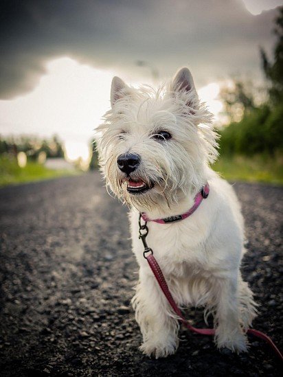 West Highland White Terrier