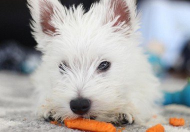 West Highland White Terrier