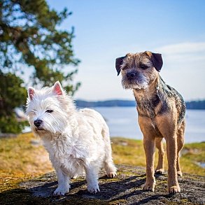 West Highland White Terrier