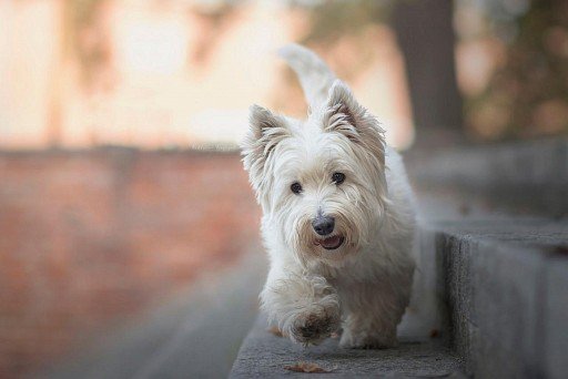 West Highland White Terrier