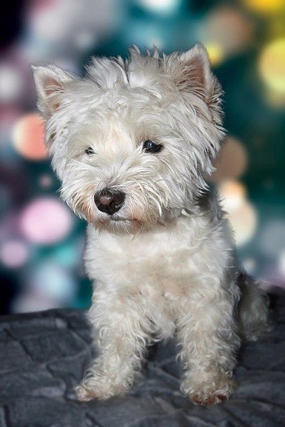 puppie West Highland White Terrier