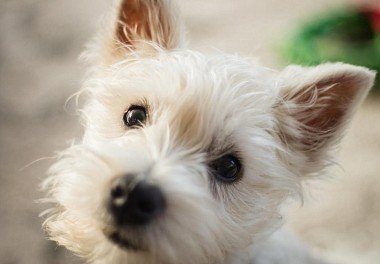 West Highland White Terrier