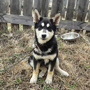 East Siberian husky