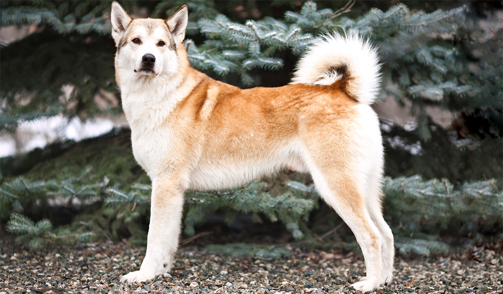 East Siberian husky