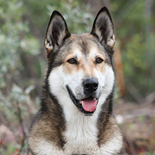 East Siberian husky