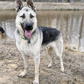 Eastern European Sheepdog