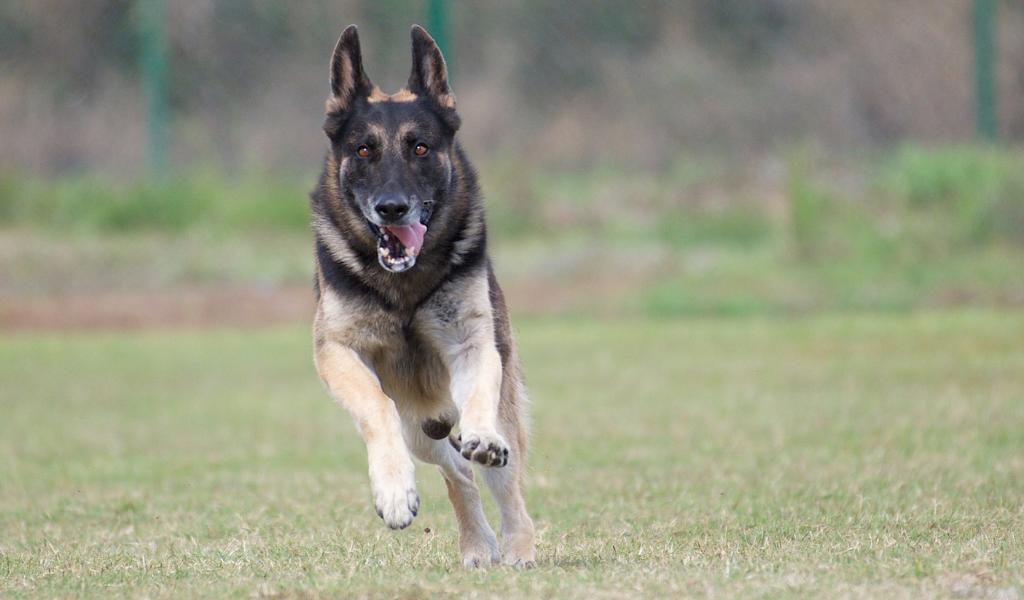 Eastern European Shepherd