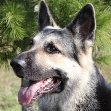 Eastern European Shepherd