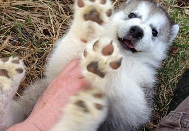 Alaskan Malamute