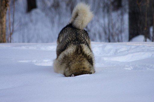 Alaskan Malamute