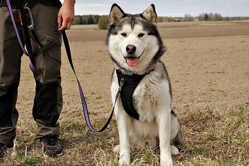 Alaskan Malamute