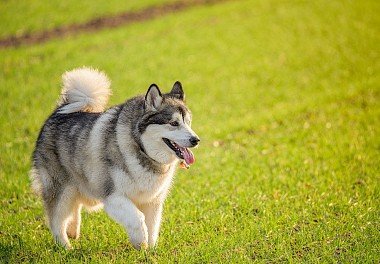 Alaskan Malamute