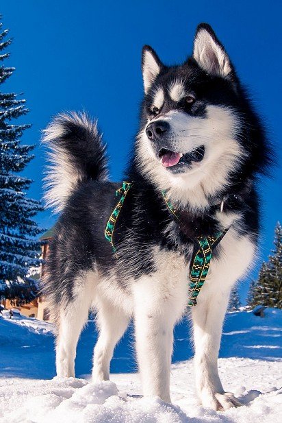 Malamute