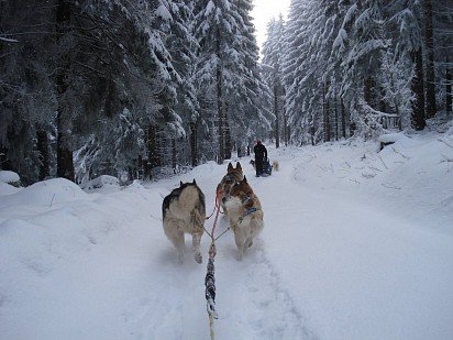 Alaskan Malamutes in harness