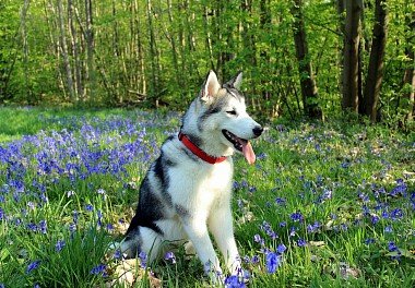 Alaskan Malamute