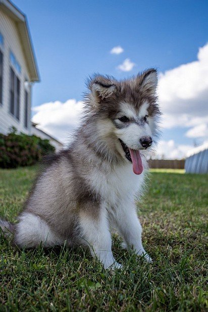 Fluffy puppy