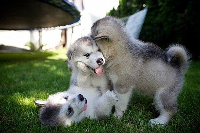 Malamute Puppies