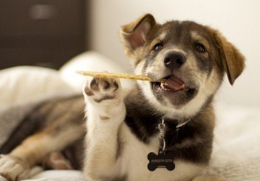 Alaskan Malamute