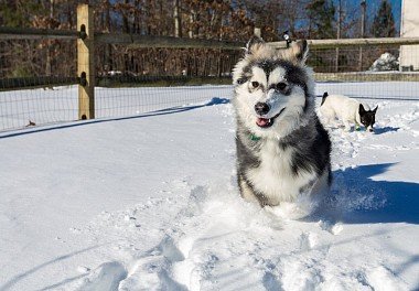 Alaskan Malamute