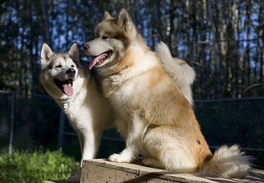 Alaskan Malamute