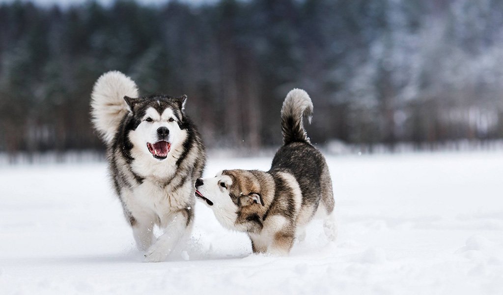 Alaskan Malamute